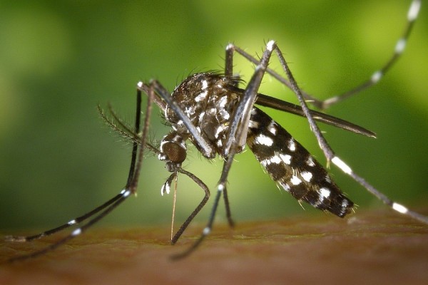 Muçum tem o primeiro caso positivo de dengue em 2024