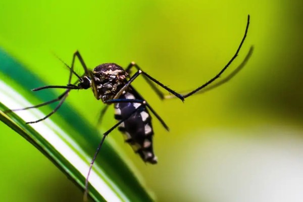 Chega a 50 o número de mortes por dengue no RS