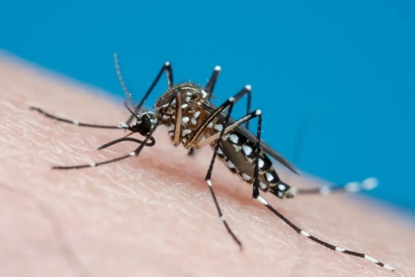 Secretaria da Saúde confirma o segundo óbito por dengue no Estado