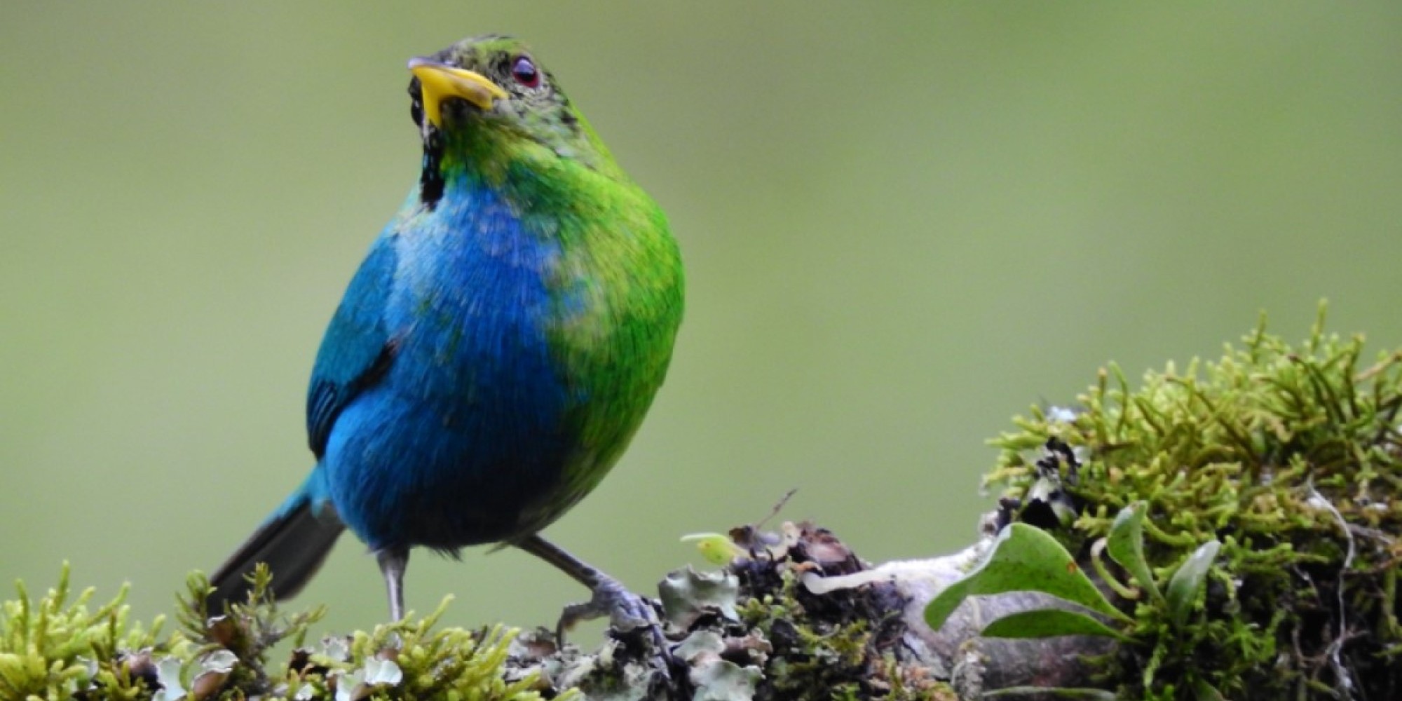 O raro saí-tucano avistado na Colômbia: metade fêmea, metade macho