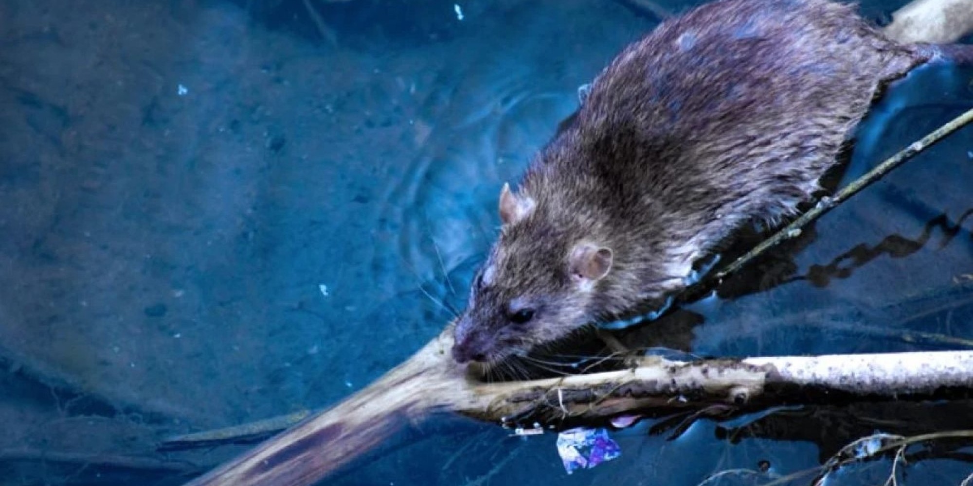RS registra a primeira morte por leptospirose após as cheias em Travesseiro