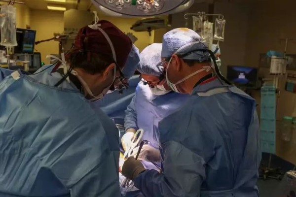 Médico brasileiro faz nos EUA o primeiro transplante de rim de porco em ser humano