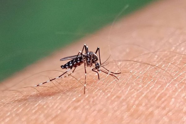 Brasil supera a marca de 2 milhões de casos de dengue em 2024