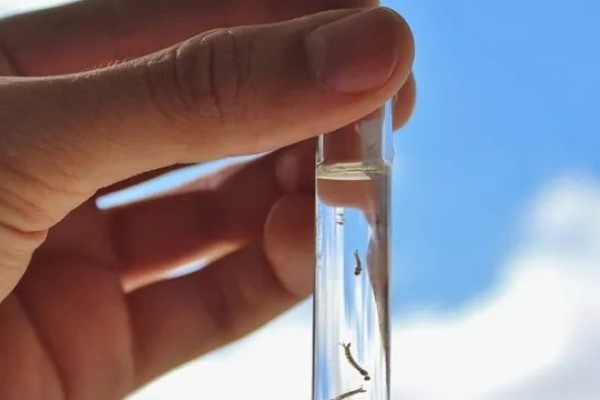 Três novas mortes por dengue são confirmadas no Rio Grande do Sul