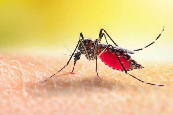 Muçum confirma o 6º caso de dengue em 2024