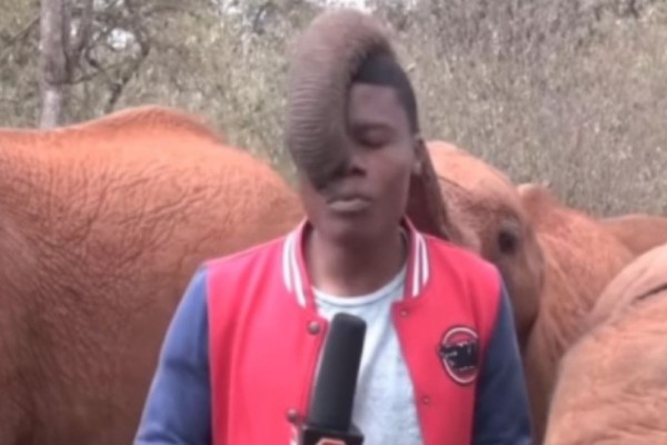 Elefante interrompe transmissão “ao vivo”