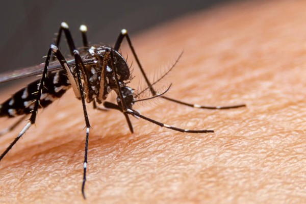 Brasil ultrapassa 650 mil casos de dengue