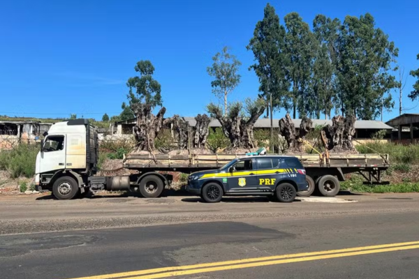 Receita Federal apreende oliveiras argentinas avaliadas em R$ 350 mil