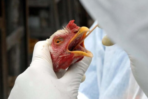 Confirmado primeiro foco de gripe aviária em granja comercial no RS
