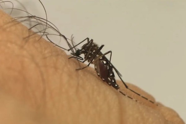 Dengue em queda e alerta sobre o sorotipo 3
