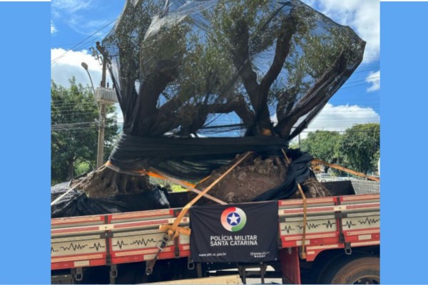Polícia Militar apreende oliveiras transportada sem NF em Santa Catarina