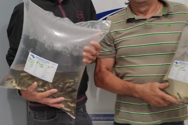 Emater realiza entrega de alevinos a produtores rurais em Roca Sales