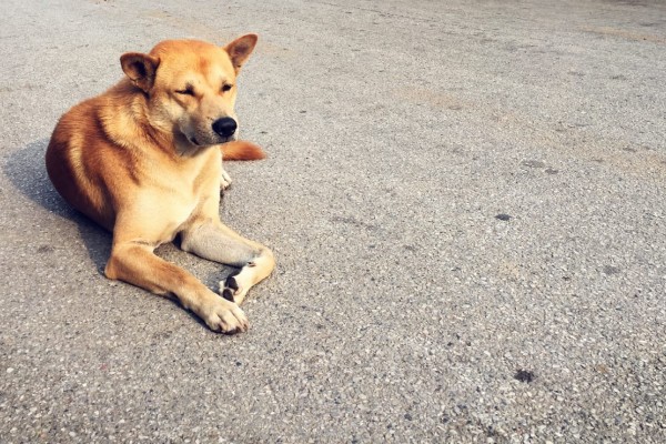 Holanda zera número de cães em situação de rua