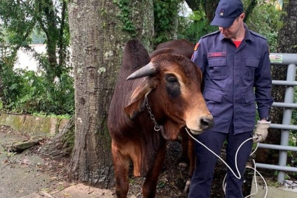 No centro de Lajeado, boi é resgatado do Rio Taquari 