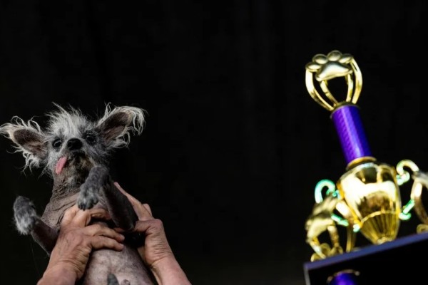 Scooter, um cão de crista chinês de 7 anos, venceu o concurso de cachorro mais feio do mundo 