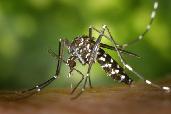 Campanha da Saúde alerta para o perigo da dengue, zika e chikungunya